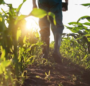 El sector agro: Una oportunidad para el Caribe